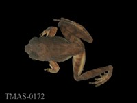 藏品(太田樹蛙)的圖片